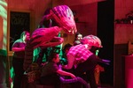 Little Shop of Horrors by Parkland College